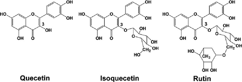 rau diếp cá có chứa chất Quercetin, Isoquercetin hàm lượng lớn