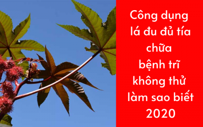 Công dụng lá đu đủ tía chữa bệnh trĩ không thử làm sao biết