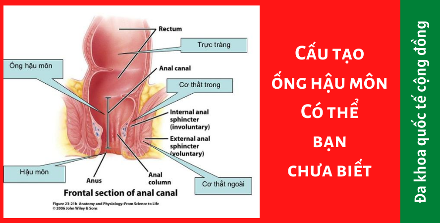 Cấu tạo ống hậu môn: Có thể bạn chưa biết