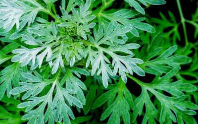 Chữa Rong Kinh Bằng Ngải Cứu – Đông Y Hay Tây Y Hiệu Quả