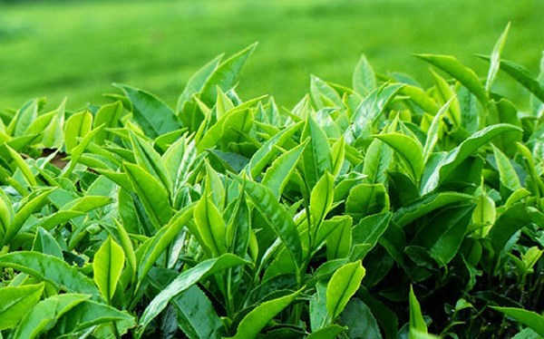 Lá trà xanh điều trị ngứa vùng kín