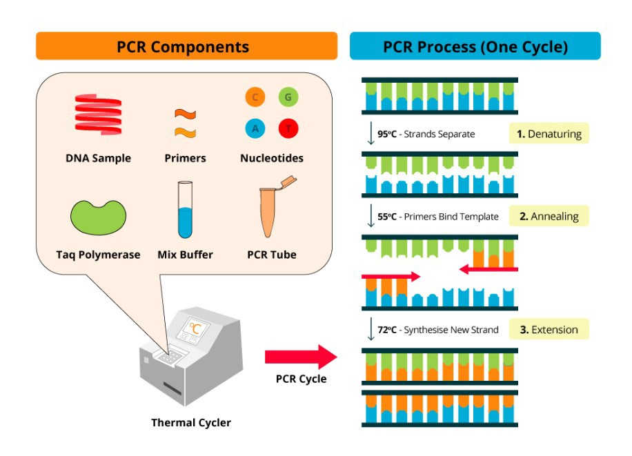 Phương pháp PCR phóng đại DNA