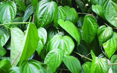 Chữa Tiền Liệt Tuyến Bằng Lá Trầu Không – Có Hiệu Quả Hay Không?