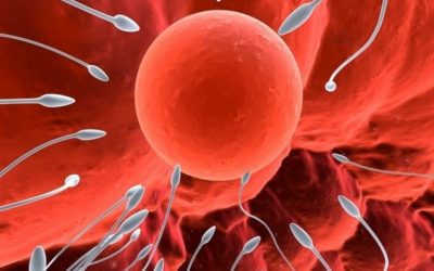 Trứng Nhỏ Có Thụ Thai Được Không? – Phương Pháp Cải Thiện