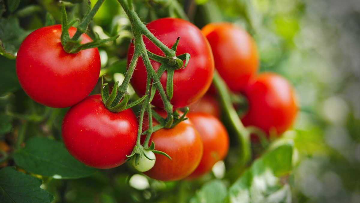 Cà chua - Trái cây giúp ngăn ngừa ung thư