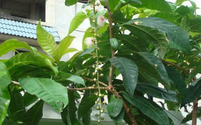 [Hỏi đáp] Chữa bệnh trĩ bằng lá lộc vừng có hiệu quả không?