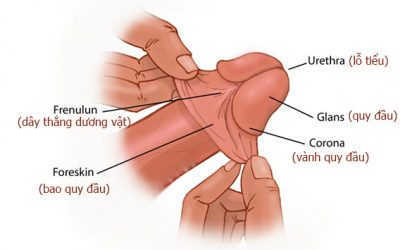 Làm cho dương vật bớt nhạy cảm tại nhà có hiệu quả?