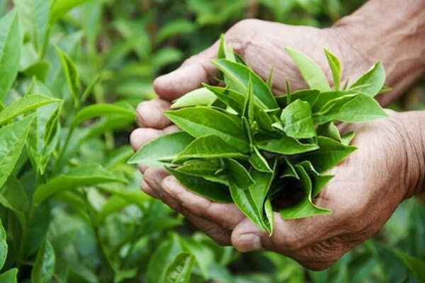 Xông vùng kín bằng lá trà xanh có hiệu quả không?