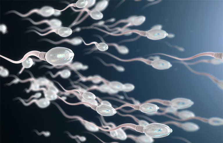 Yếu tố quyết định tinh trùng sống được bao lâu trong bao quy đầu