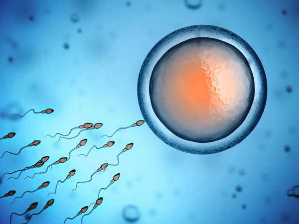 Quá trình tinh trùng gặp trứng để thụ thai thành công