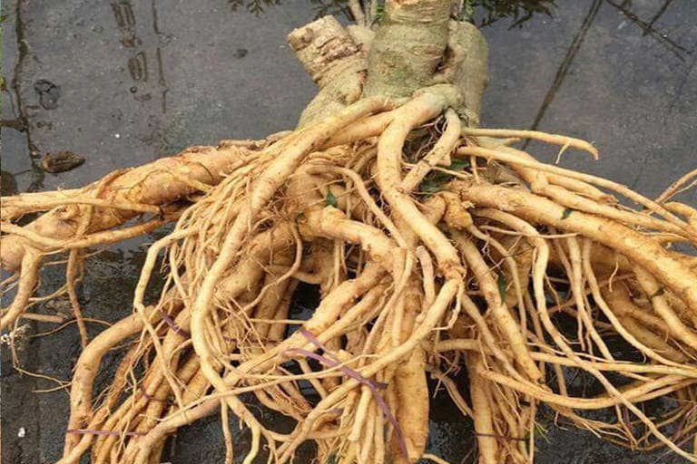 Rễ đinh lăng chữa xuất tinh sớm