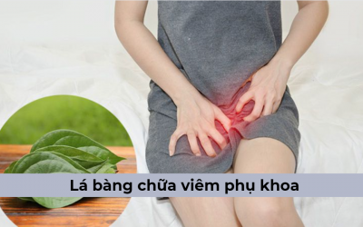 [Tìm hiểu] Thực hư lá bàng chữa viêm phụ khoa hiệu quả?