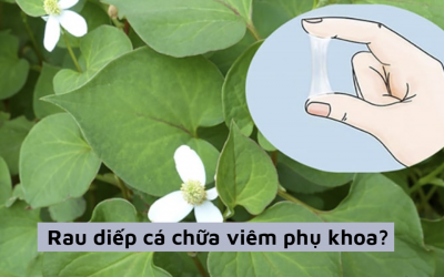 Rau diếp cá chữa viêm phụ khoa liệu có thần thánh như bạn vẫn nghĩ?