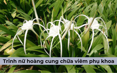 Trinh nữ hoàng cung chữa viêm phụ khoa liệu có thực sự hiệu quả?