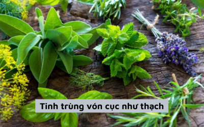 Điều trị u xơ tử cung bằng thuốc nam có hiệu quả không?
