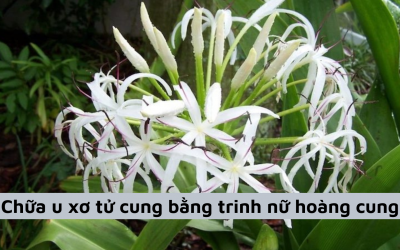 Thực hư chữa u xơ tử cung bằng trinh nữ hoàng cung có hiệu quả?
