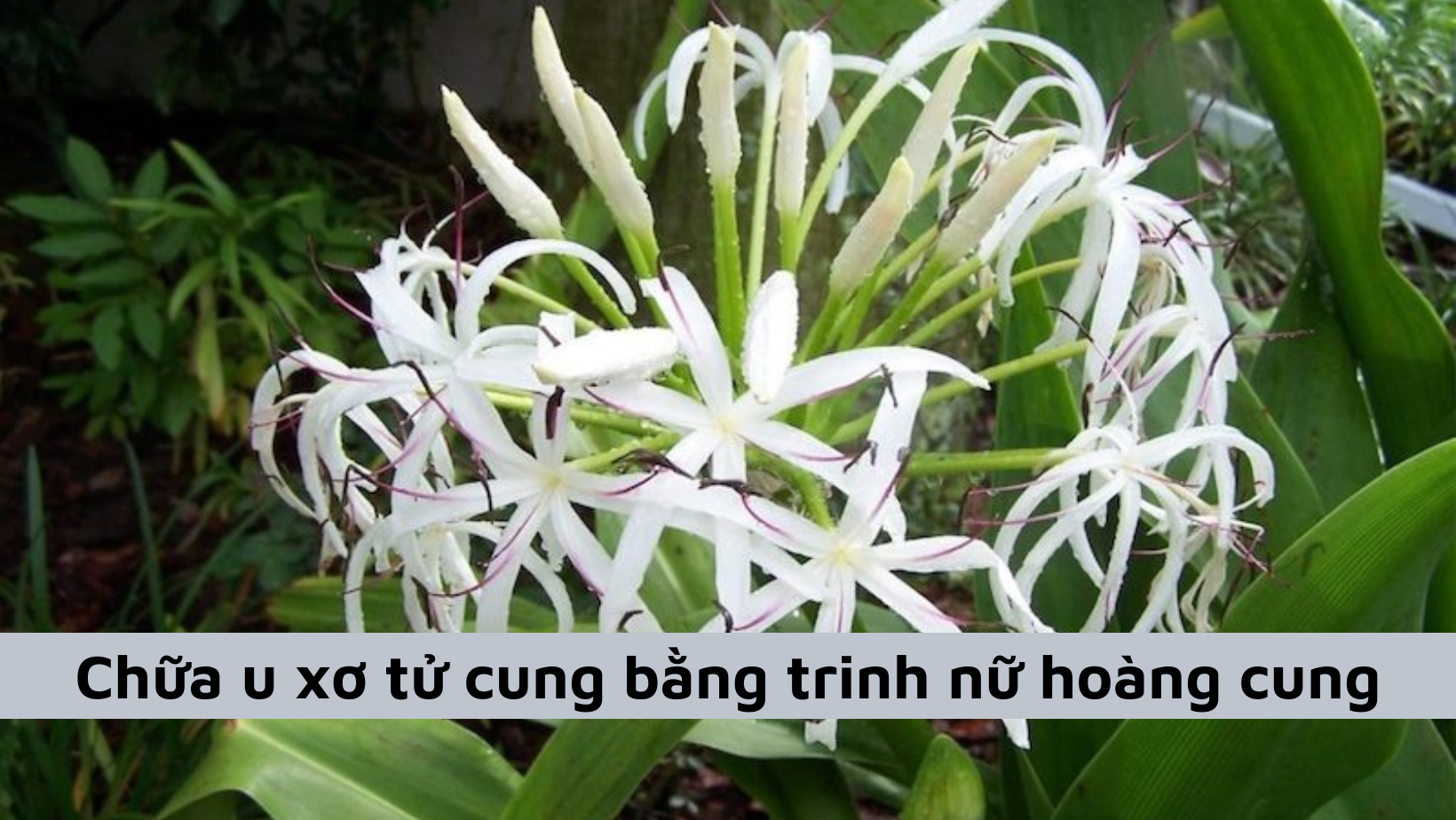 Thực hư chữa u xơ tử cung bằng trinh nữ hoàng cung có hiệu quả?