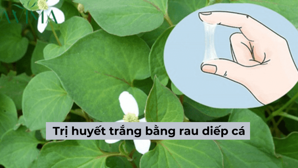 Cách trị huyết trắng bằng rau diếp cá có tốt không – Có nên áp dụng?