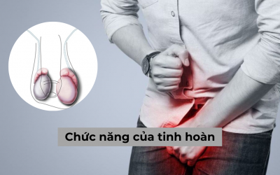 Chức năng của tinh hoàn liệu phái mạnh đã hiểu rõ