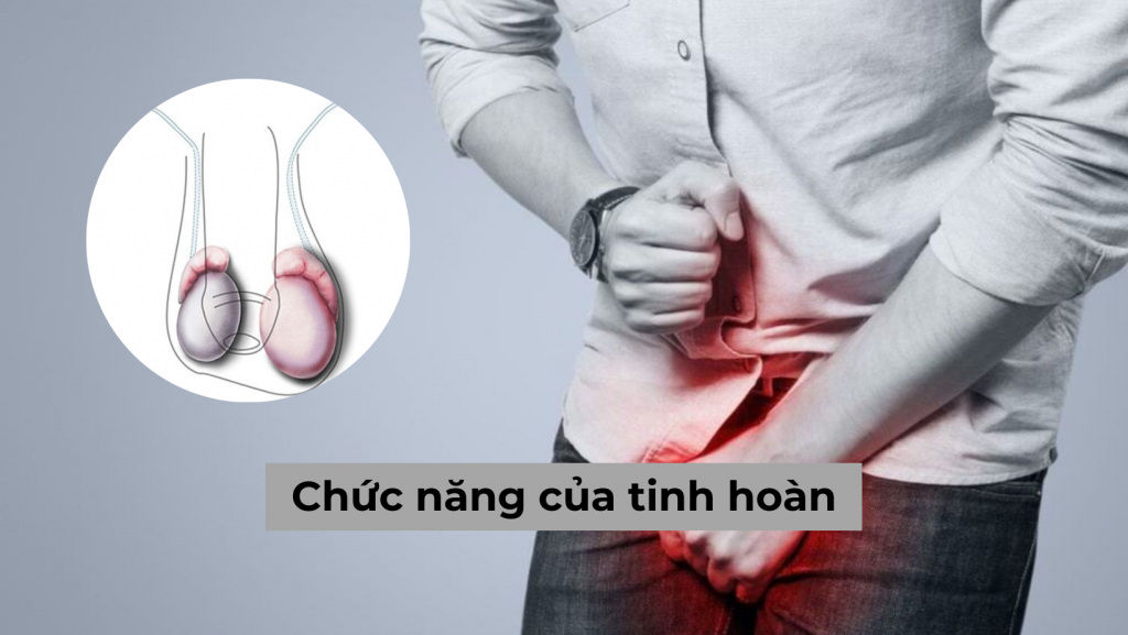 Chức năng của tinh hoàn liệu phái mạnh đã hiểu rõ