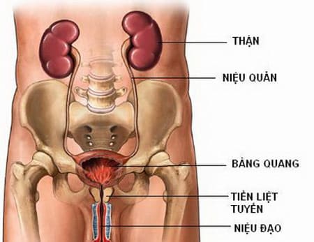 Viêm nhiễm niệu đạo