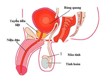 Viêm niệu đạo ở cánh mày râu