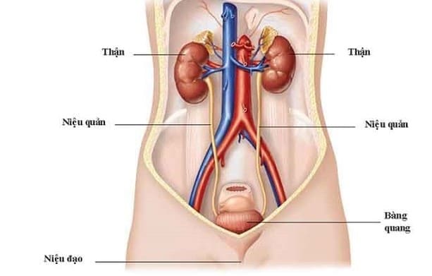 Niệu đạo bị tắc