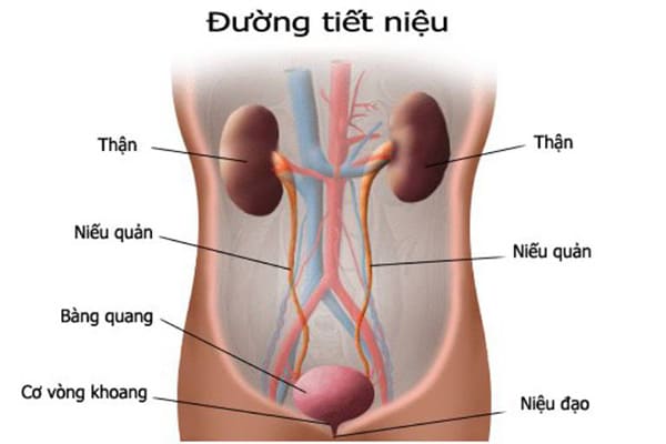 Viêm tiết niệu tiểu ra máu nguyên nhân do đâu?