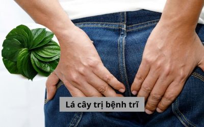 Lá cây trị bệnh trĩ: Đâu là phương pháp quen thuộc được áp dụng?