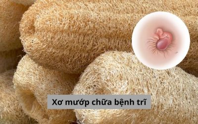 Dùng xơ mướp chữa bệnh trĩ và công dụng tuyệt vời ít ai biết