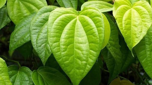Lá trầu không trong y học