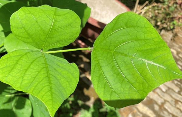 Phương pháp điều trị nứt hậu môn tại nhà bằng lá vông