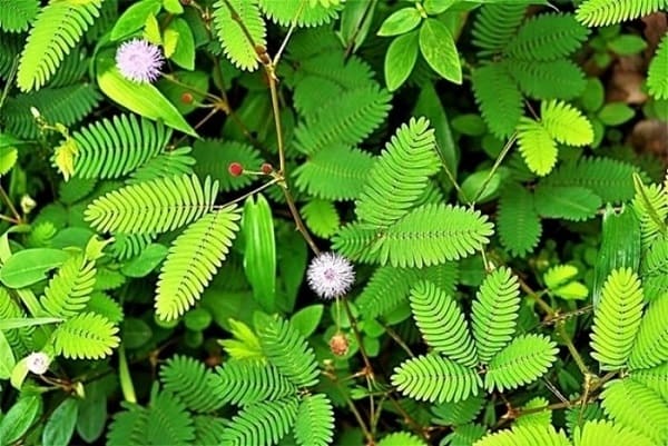 Mẹo chữa lòi dom từ cây trinh nữ