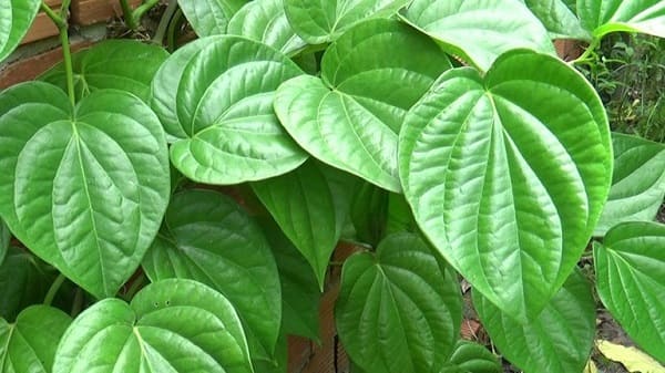 Mẹo chữa lòi dom từ cây diếp cá
