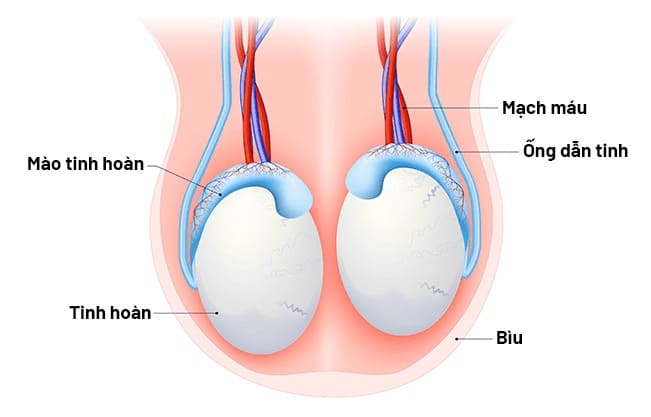 Triệu chứng tức tinh hoàn bên trái