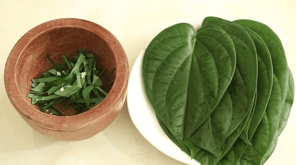 Sử dụng lá trầu để điều trị bệnh trĩ